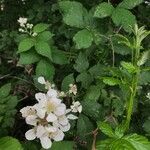 Rubus imbricatus Blodyn