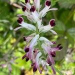 Fumaria muralis Çiçek