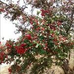 Crataegus monogyna عادت داشتن