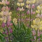 Lupinus hispanicus 花