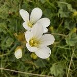 Saxifraga granulataŽiedas