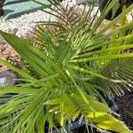 Ravenea rivularis Leaf