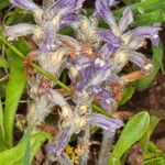 Orobanche nana Кветка