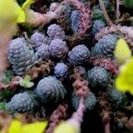 Sedum greggii Hábito
