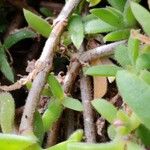 Drosanthemum floribundum പുറംതൊലി
