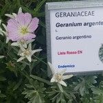 Geranium cinereum Květ