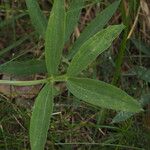 Lathyrus linifolius Φύλλο