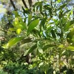 Acacia melanoxylon Leaf