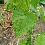 Agastache rugosa برگ