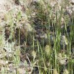 Cynosurus echinatus Libunga