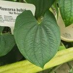 Dioscorea bulbifera Folha