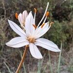 Asphodelus macrocarpus 花