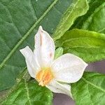 Solanum pseudocapsicum Blüte