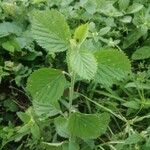 Sida cordifolia 葉