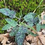 Hieracium maculatum Fuelha