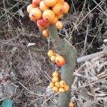 Ficus fiskei Fruit