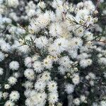 Melaleuca nodosa Flower