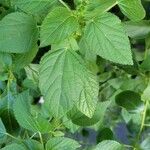 Acalypha alopecuroidea Leaf