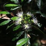 Maerua bussei Floro