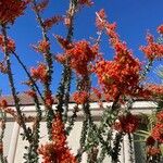 Fouquieria splendens Flower