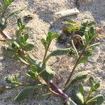 Senecio maritimus Azala