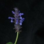 Nepeta coerulescens Habit