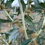 Xanthium spinosum Fruit