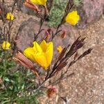 Oenothera odorata Квітка