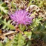 Cirsium acaulon 花