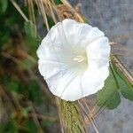 Convolvulus silvaticusFlower