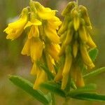 Trigonella officinalis Blüte