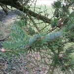 Abies homolepis Leaf