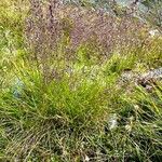 Agrostis rupestris Folha