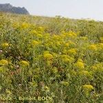 Ridolfia segetum Habit