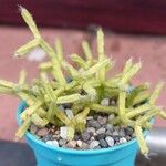 Rhipsalis cereuscula Hoja