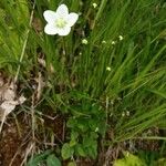 Parnassia palustris Flors