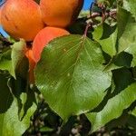 Prunus armeniaca Hoja
