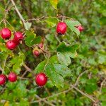 Crataegus laevigataFruit