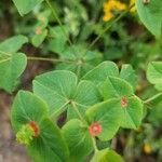 Euphorbia dulcis Листок
