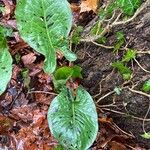 Arum maculatum Foglia