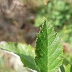 Sorbus chamaemespilus Folio