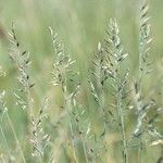 Festuca trachyphylla Flower