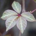 Parthenocissus henryana Φύλλο