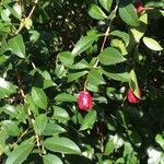 Syzygium jambos Лист