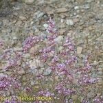 Limonium insigne Habit