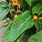 Canna × hybrida Leaf