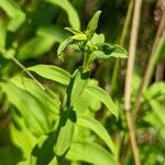 Saponaria officinalis List