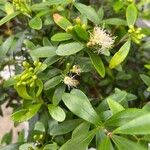 Syzygium buxifolium 叶