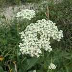 Parthenium integrifolium फूल