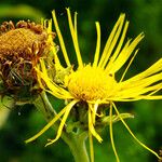 Inula helenium Virág